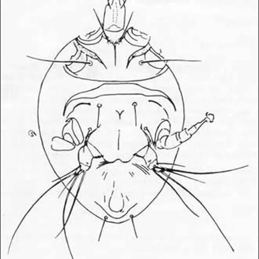 thumbnail for publication: Honey Bee Tracheal Mite, Acarapis woodi (Rennie) (Arachnida: Acari: Tarsonemidae)
